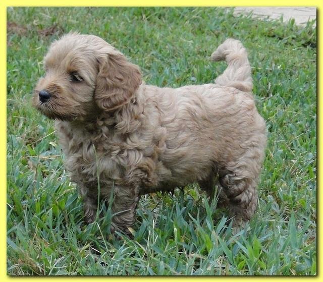 Jolie Ripley puppies 6 weeks old play 008