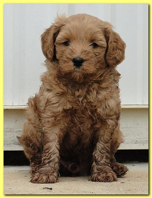 Jolie Ripley puppies 6 weeks old play 033