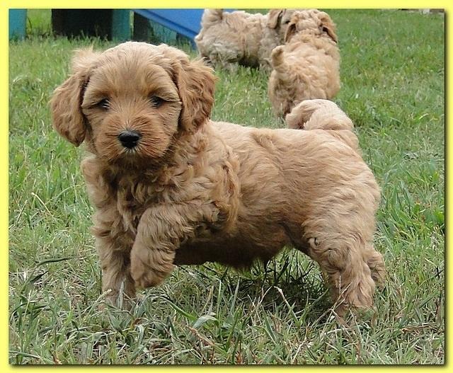 Jolie Ripley puppies 6 weeks old playtime 3 004