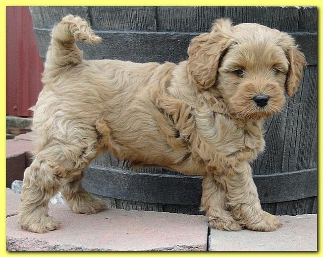 Jolie Ripley puppies 6 weeks old playtime 3 005