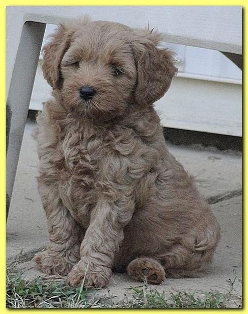 Jolie Ripley puppies 7 weeks old 023