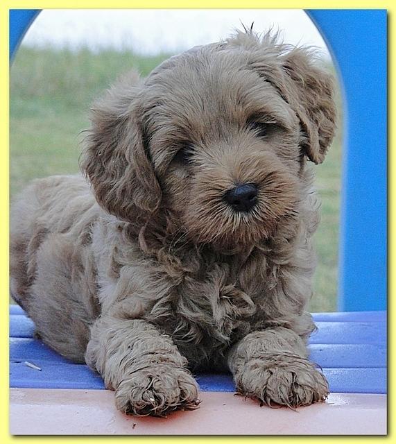 Jolie Ripley puppies 7 weeks old 030