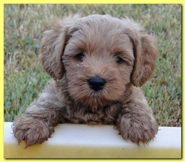 Jolie Ripley puppies 7 weeks old 038