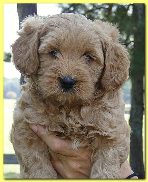 Jolie Ripley puppies 7 weeks old heads 011