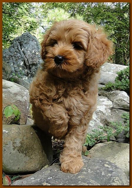 Jolie Ripley puppies 8 weeks old gold 015