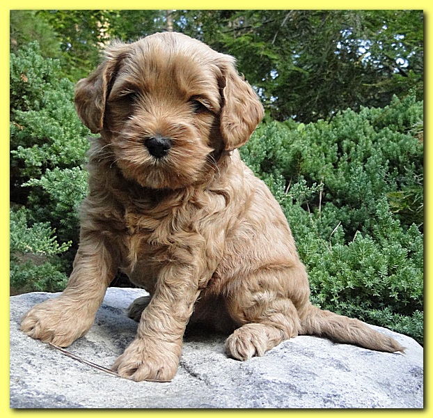 Jolile Rilpley puppies 5 weeks old 2 007