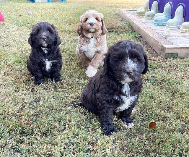 Kenzie Dansby 7 week old 231