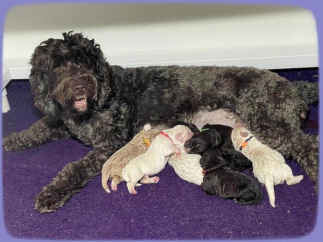 Kenzie Dansby group 4 weeks old 11