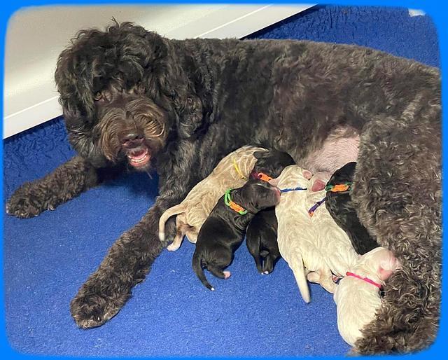 Kenzie Dansby pups newborn 4100