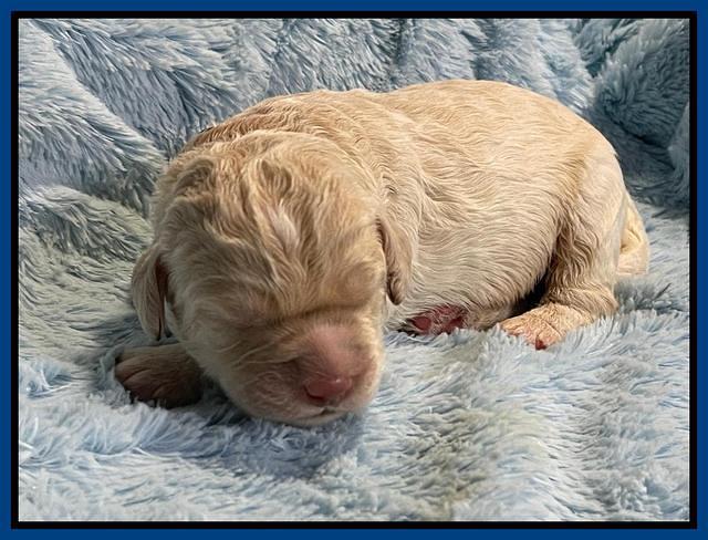 Kenzie Dansby 1 week old 11