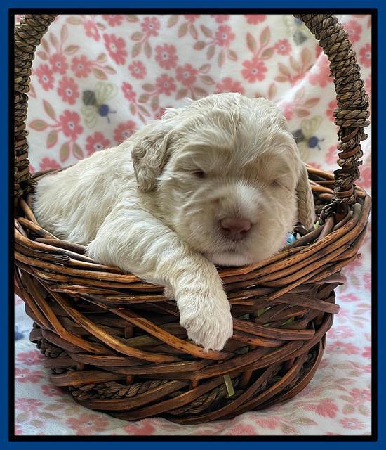 Kenzie Dansby 2 week old 11