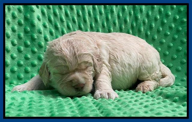 Kenzie Dansby 2 week old 61