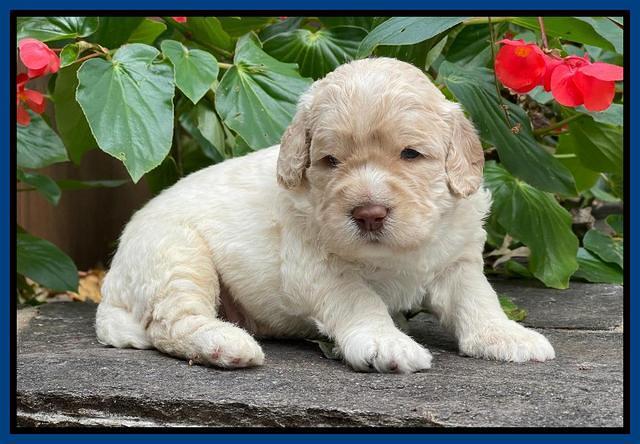 Kenzie Dansby 3 week old 61