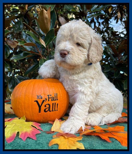 Kenzie Dansby 4 week old 31