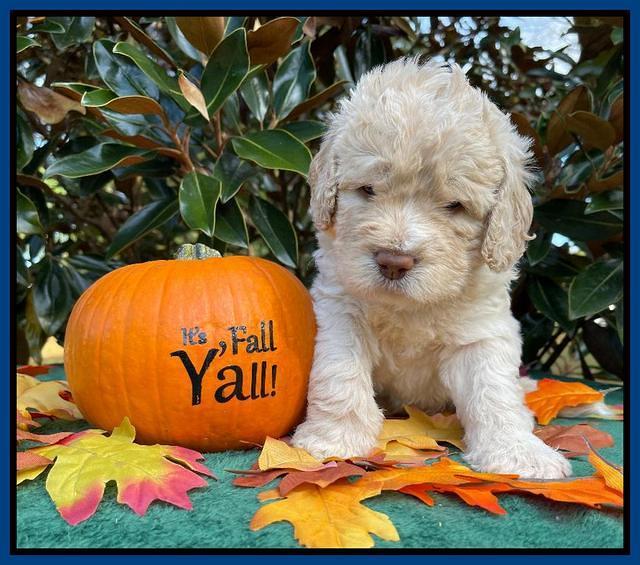 Kenzie Dansby 4 week old 51