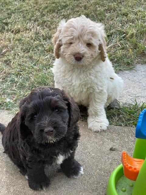 Kenzie Dansby 6 week old 111