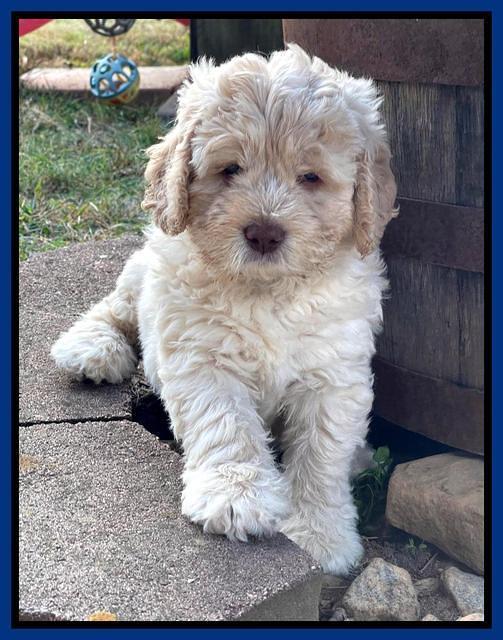 Kenzie Dansby 6 week old 141