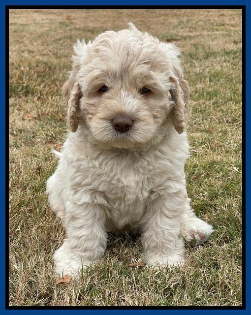 Kenzie Dansby 6 week old 61