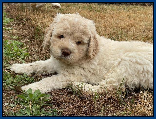 Kenzie Dansby 6 week old 81