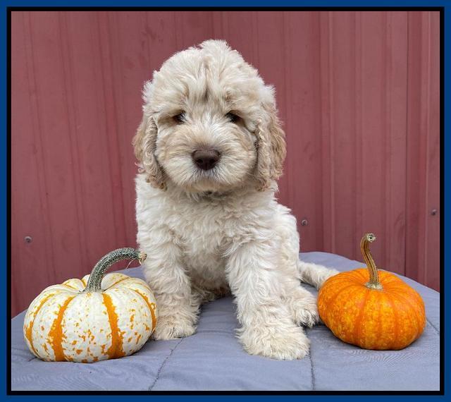 Kenzie Dansby 7 week old 41