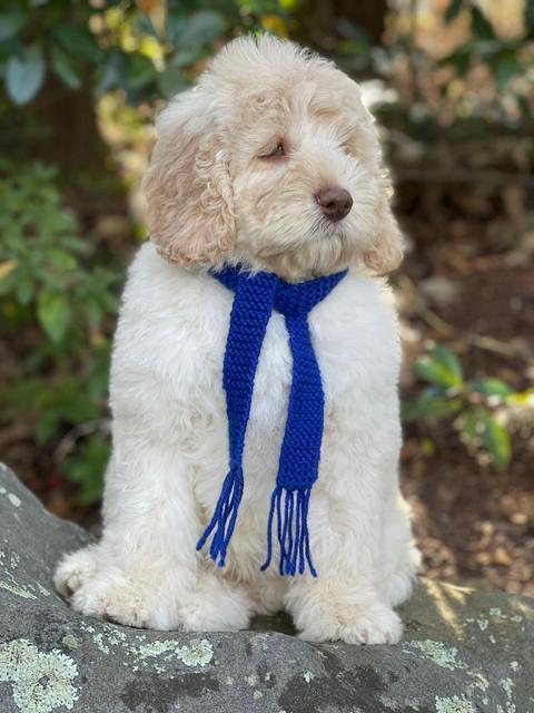 Kenzie Dansby 8 week old 58000