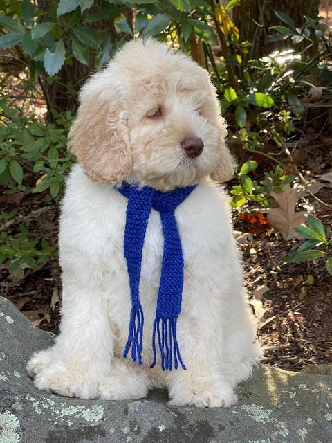 Kenzie Dansby 8 week old 98000