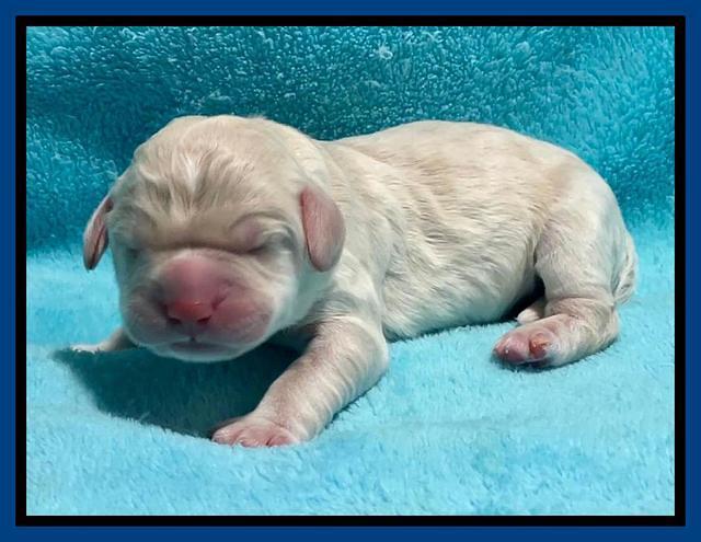 Kenzie Dansby pups newborn 21