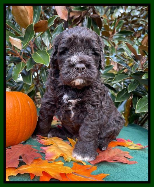 Kenzie Dansby 4 week old 121