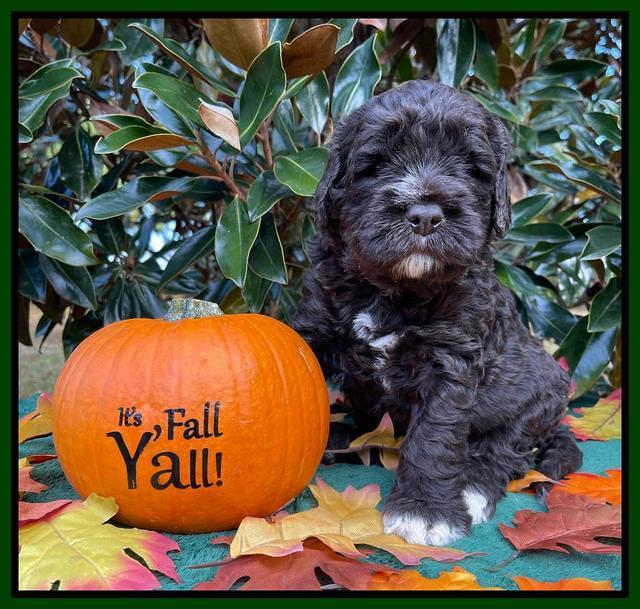 Kenzie Dansby 4 week old 141