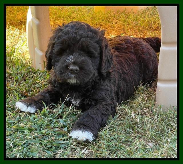 Kenzie Dansby 6 week old 201