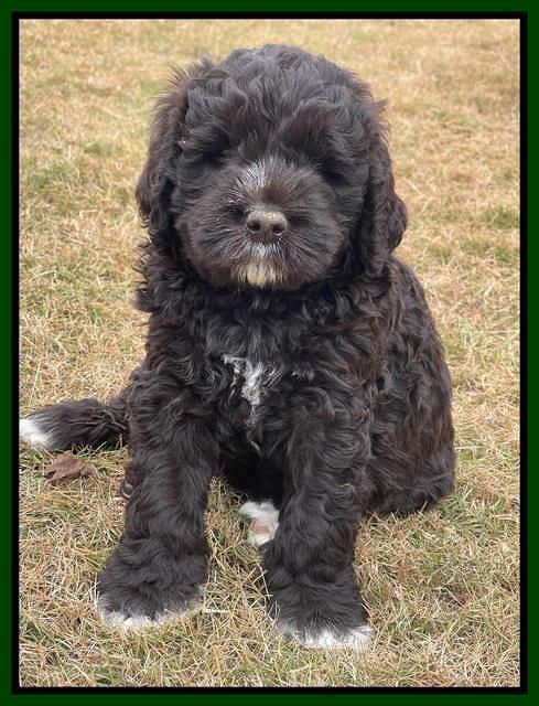 Kenzie Dansby 6 week old 211