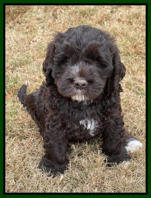 Kenzie Dansby 6 week old 221