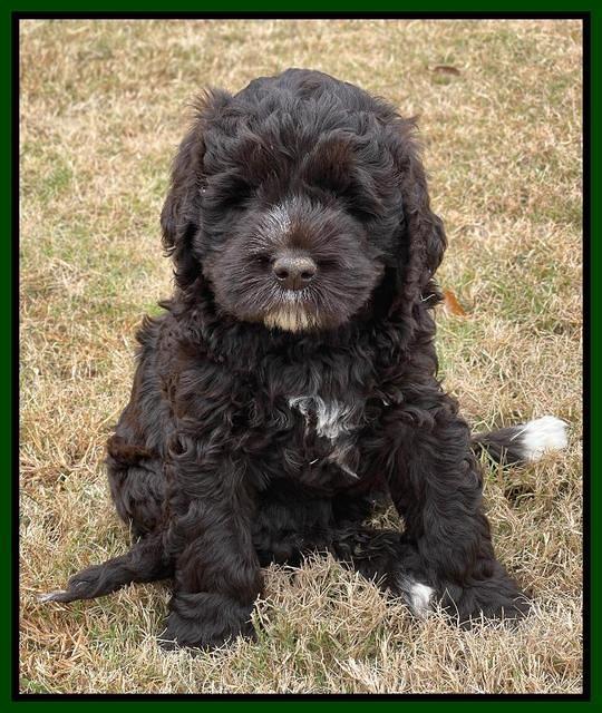 Kenzie Dansby 6 week old 231