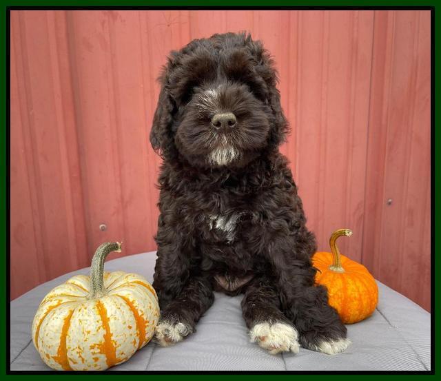 Kenzie Dansby 7 week old 181