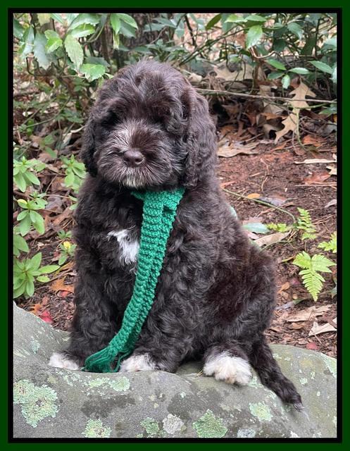 Kenzie Dansby 8 week old 51