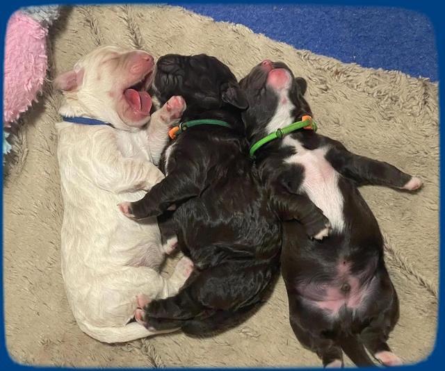 Kenzie Dansby group 4 weeks old 41