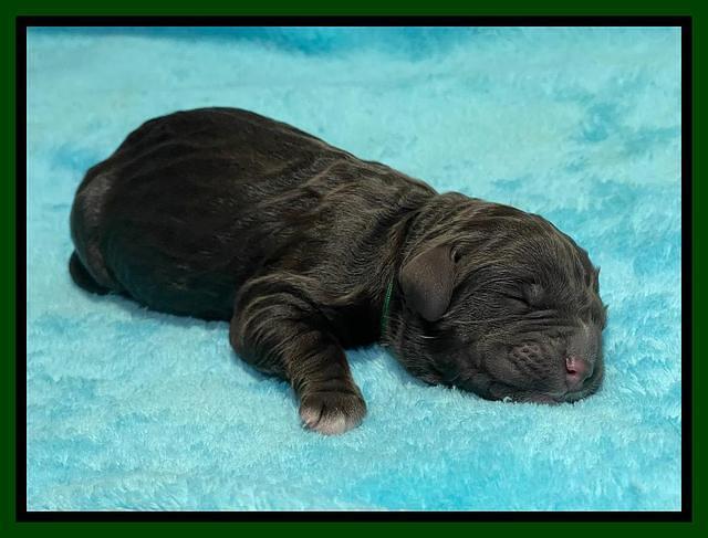 Kenzie Dansby pups newborn 51