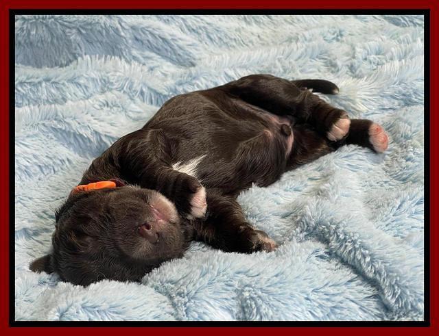 Kenzie Dansby 1 week old 81