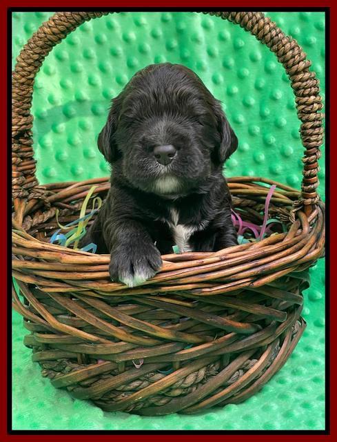 Kenzie Dansby 2 week old 121