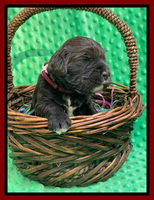 Kenzie Dansby 2 week old 141