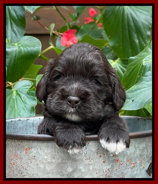 Kenzie Dansby 3 week old 161