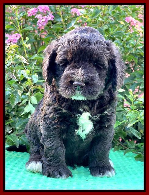 Kenzie Dansby 5 week old 101