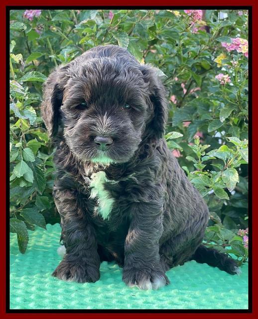 Kenzie Dansby 5 week old 111