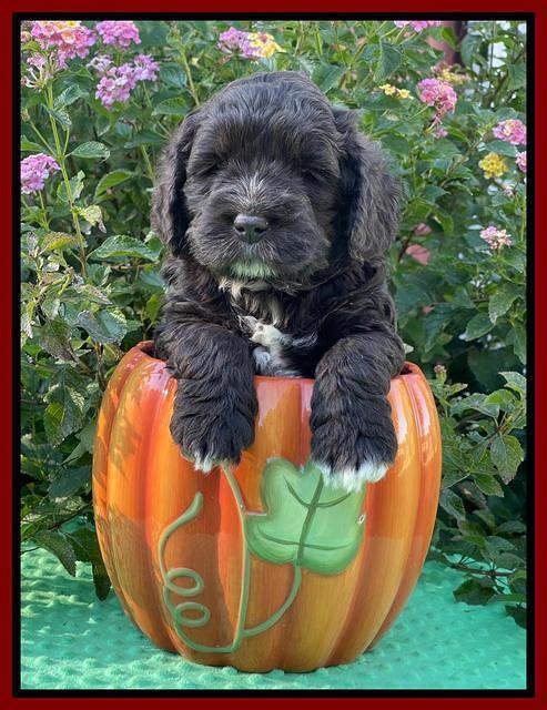 Kenzie Dansby 5 week old 121