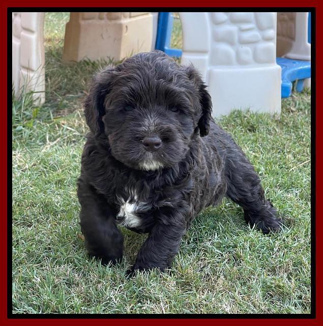 Kenzie Dansby 5 week old 141