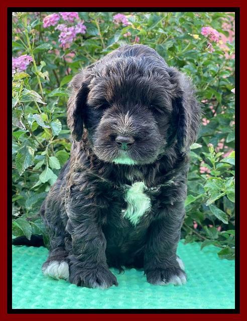 Kenzie Dansby 5 week old 91