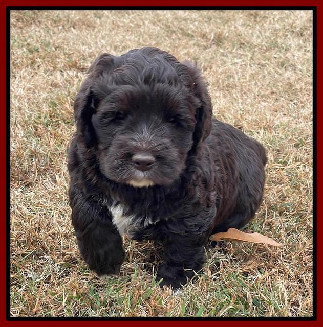 Kenzie Dansby 6 week old 171