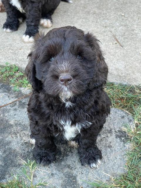 Kenzie Dansby 7 week old 101