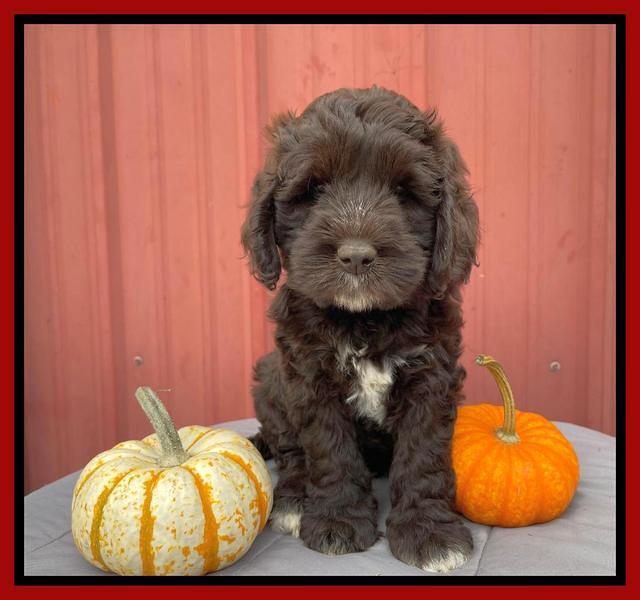 Kenzie Dansby 7 week old 111