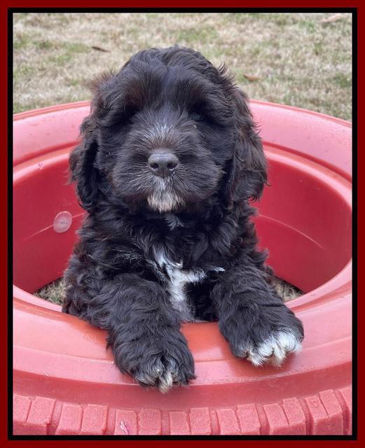 Kenzie Dansby 7 week old 121